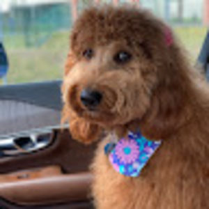 Meet your Posher, Sue